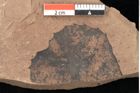 Foto (Detailsansicht) von Quercus palaeoilex Ettingshausen (NHMW-GEO-2024-0188-0957)